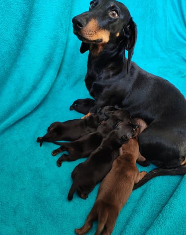 cuccioli bassotti Mesola Ferrara emilia romagna