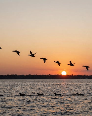Ducks in flight against a glowing early morning sky
