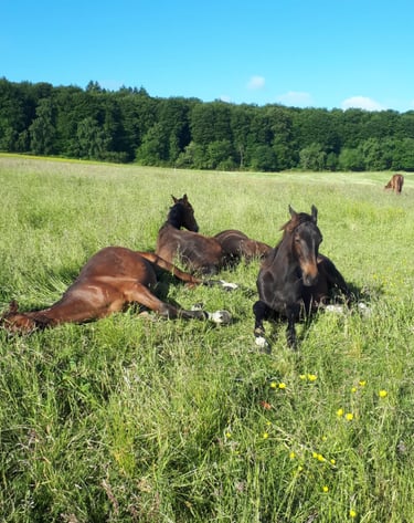 Nos chevaux pensionnaires du Manoir de Follemprise