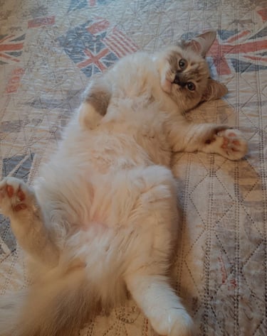 gattina ragdoll sdraiata a pancia in su