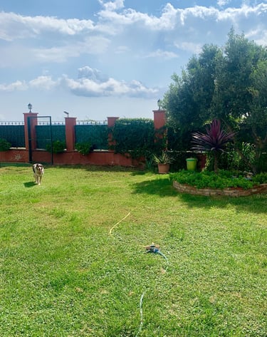 a dog is standing in the grass in Kanyini center