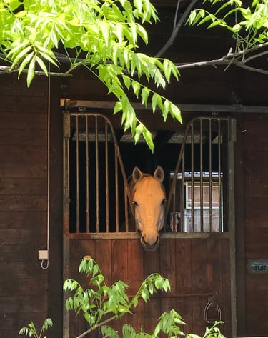 Chalet eau vacances foret nature chevaux 