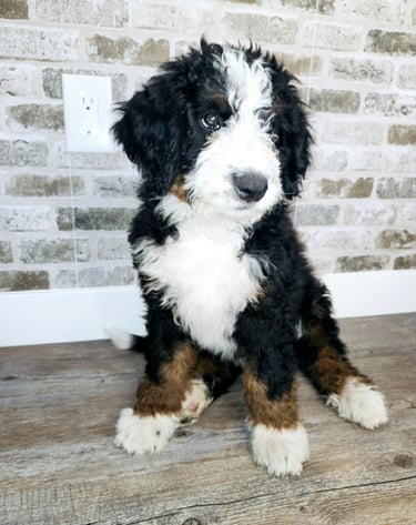 Furnished Tri-Color Bernedoodle