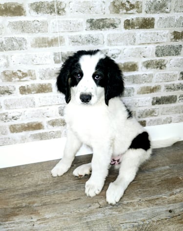 Unfurnished Parti-color Bernedoodle