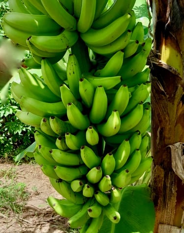 Banane fraiche
