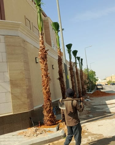 زراعة نخيل واشنطني للمشاريع