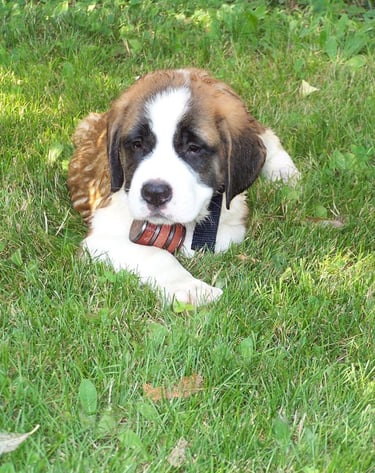Saint Bernard Puppies