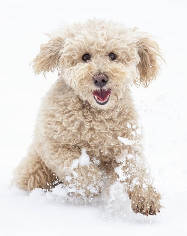 Montreal animal pet photographer Ilana Block