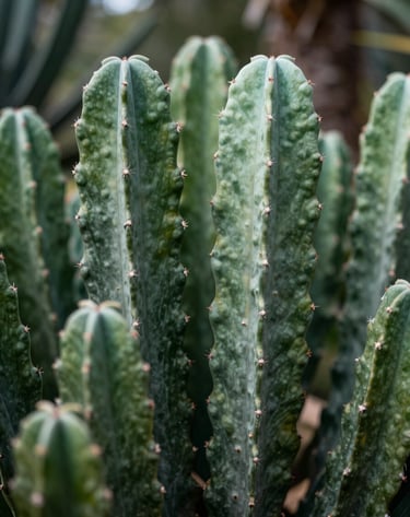 A close-up nature shot of unique South African flora in a botanical garden, with soft bokeh background. Colors include Deep Forest Green leaves and Soft Mint highlights, emphasizing professional artistry.