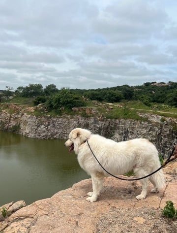 Dog Thor wearing Purr Tag