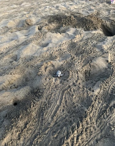 Turtle Hatchling emerging from natural nest at Playa Linda