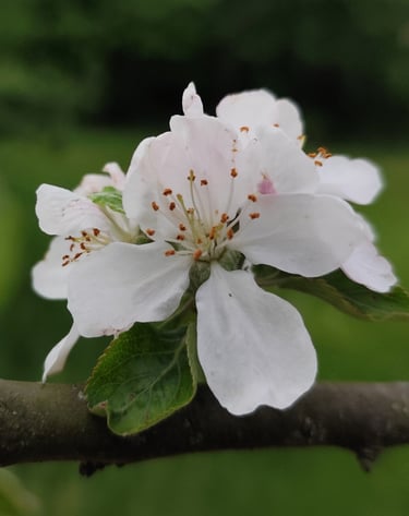 Crab apple Laura COTTING
