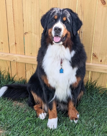 Amy Female Bernese Mountain Dog