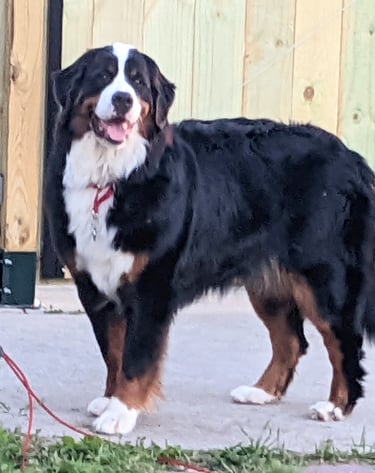 Leonard Male Bernese Mountain Dog