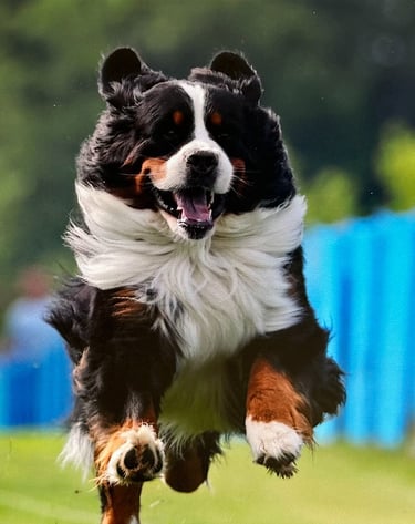 Fast CAT Bernese Mountain Dog