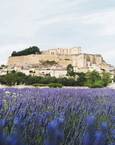 Champ de lavande du fabuleux village de Grignan près du mas de l'Enclos du Soleil le Vent