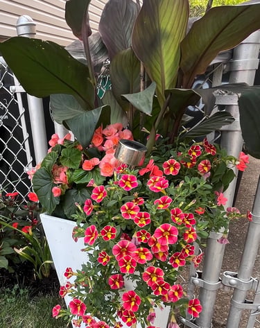 A white planter filled with vibrant pink Million Bells flowers, coral begonias, and large canna lily leaves.