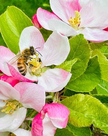 a bee on a flowered plant with a bee