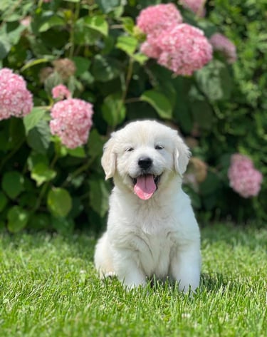Magnifique chiot golden blanc assis dans un champ de fleurs.