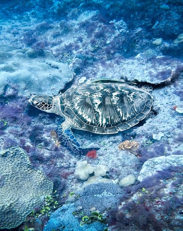 a turtle turtle turtle turtle turtle turtle turtle turtle turtle turtle turtle turtle turtle turtle turtle