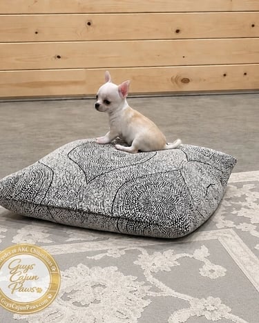 A tiny white Chihuahua puppy sitting on a patterned grey floor cushion in a room with wood walls.