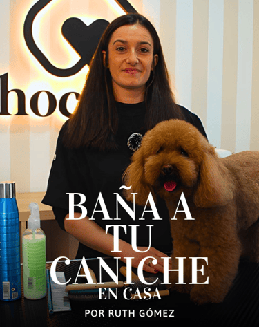 curso peluquería canina en zaragoza
