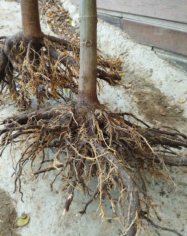 Jednoroczne korzenie drzew Paulownia