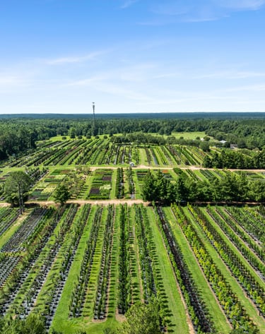 drone image of a field of trees