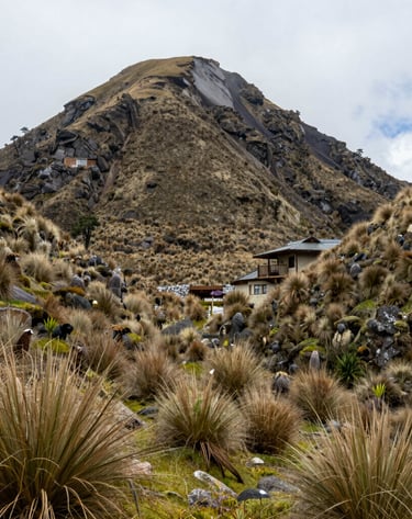 A digital token symbol hovering above a healthy tree growing in rich soil.