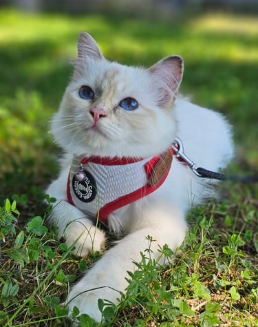 Blåskilpaddemasket Hellig Birma hunnkatt Champion Junior Champion SE*Borgvikens Ruby Tuesday