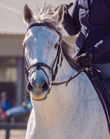 Close-up of a white horse’s head wearing a bridle, with a rider partially visible in the saddle.