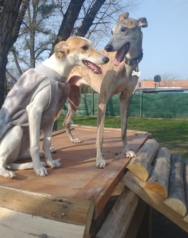 two dogs are standing on a wooden platform