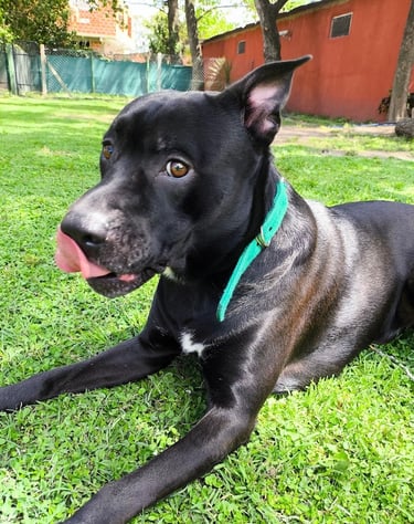 a dog laying on the grass in a yard