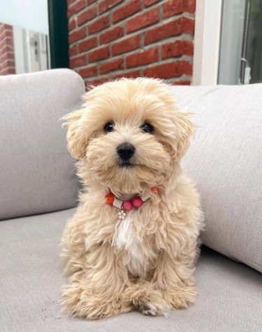 Maltipoo puppies for sale