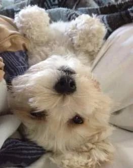 funny-maltipoo-