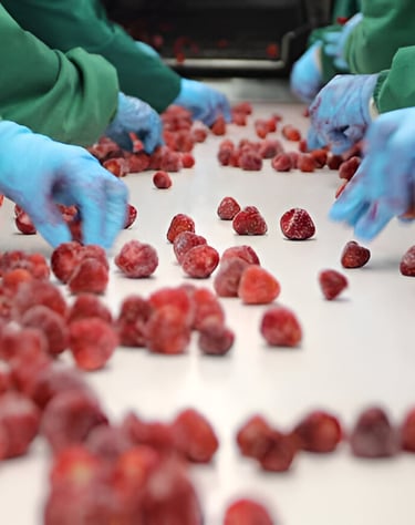 a group of people selecting the frozen fruits in the factory 