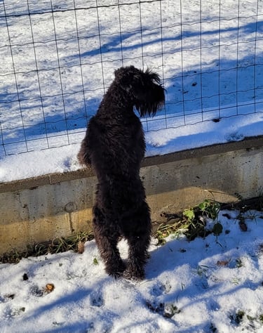 Ma Tessie