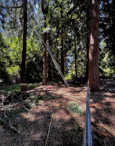 Tree felling with rigging in unincorporated King County in Woodinville near Duvall
