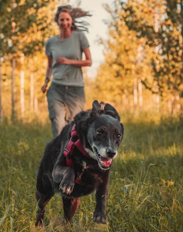 cane che corre con ragazza dietro e sfondo di alberi al tramonto