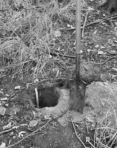 Cortney Stevenson, Wetland & Soil Scientist, Flycatcher LLC