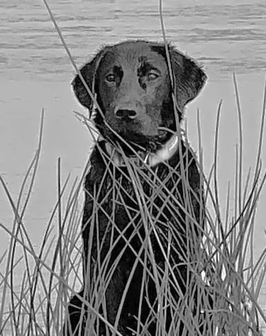Roadie, Aquatic Field Technician, Flycatcher LLC