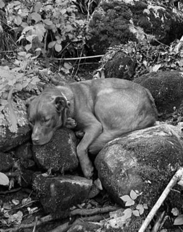 Bear, Stream Whisperer, Flycatcher LLC