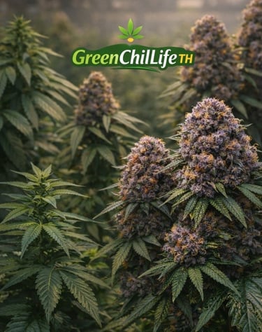 bunjanga cannabis premium flower thailand terpene rich buds curated strain high quality indoor grown weed