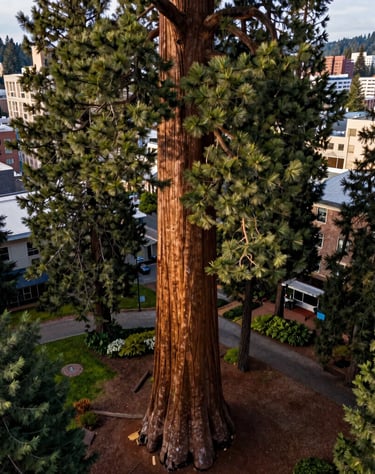 A vertical aerial panorama showing the full height of a giant sequoia tree from base to crown in an urban lot in Eugene, Oregon. The surrounding city blocks are visible in the background.