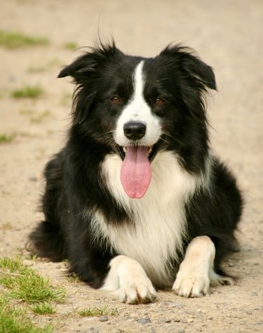 Border Collie au repos