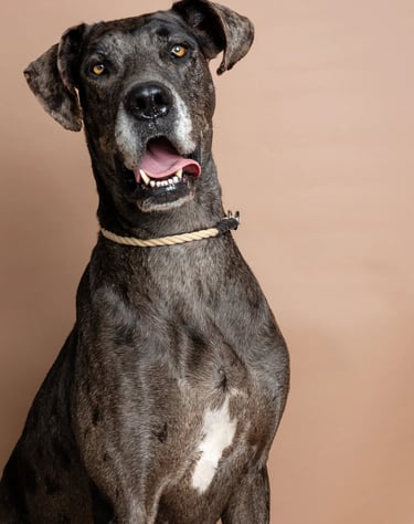 A brindle Great Dane dog with an open mouth and rope collar sitting against a tan background.