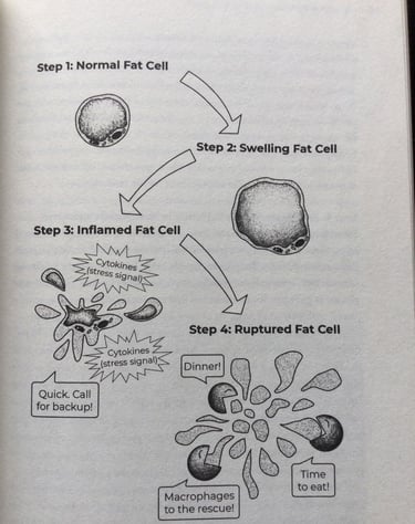 人体内脂肪细胞肿胀，发炎和破裂。