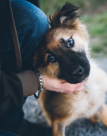 Animal Reiki-Dawn Bozzolo-Dawn Wellness LLC-Triangle Animal Reiki