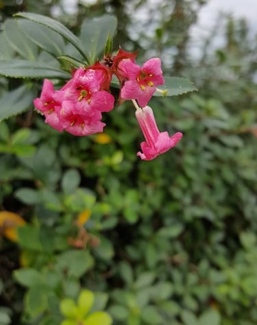 a pink flower with a green leafy background