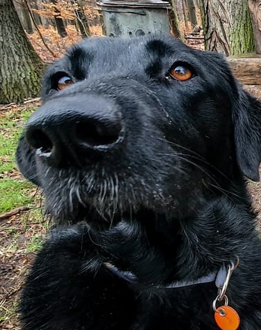 Dogwalking Leipzig | Kundenhund Labrador Mix